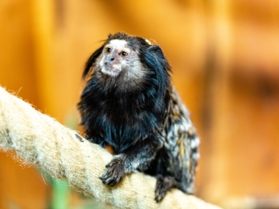 Zafar